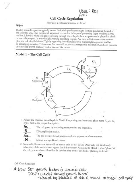 answers to pogil cell cycle regulation Doc