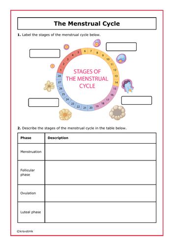 answers to the human menstrual cycle lab Epub