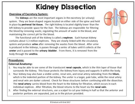 answers to the kidney dissection lab Epub