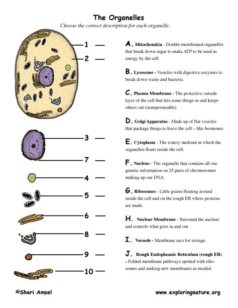 answers to the match cell and organelles PDF