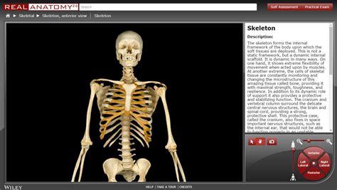 answers to wileyplus anatomy Doc