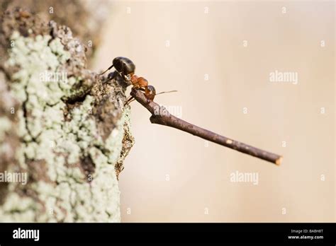 ant carrying stick