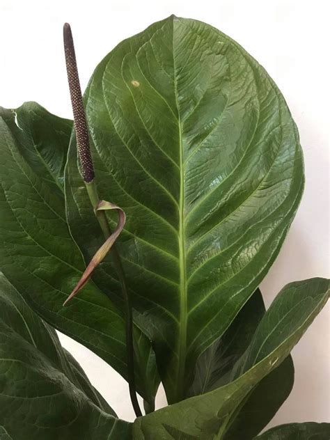 anthurium jenmanii anthurium jenmanii PDF