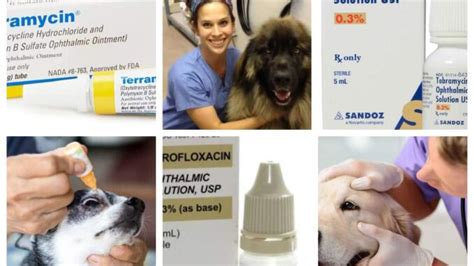 antibiotics for dog eye infection