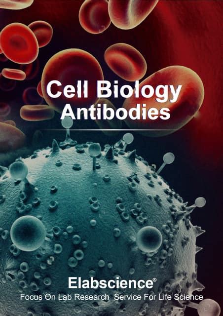 antibodies in cell biology antibodies in cell biology PDF