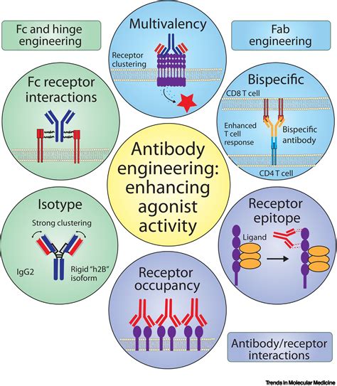 antibody engineering antibody engineering Reader