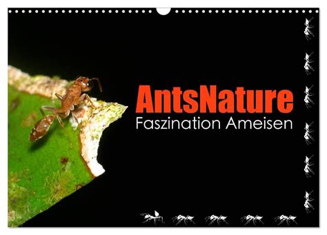 antsnature faszination wandkalender besonderen monatskalender Reader