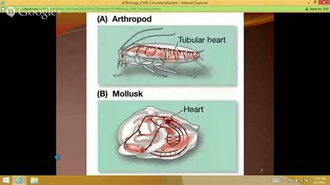 ap biology chapter 49 PDF