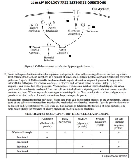 ap biology free response questions 2013 answers Doc