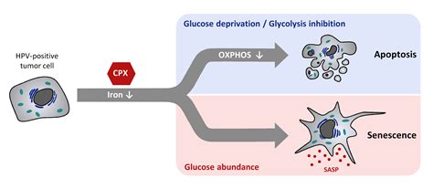 apoptosis senescence and cancer apoptosis senescence and cancer Doc