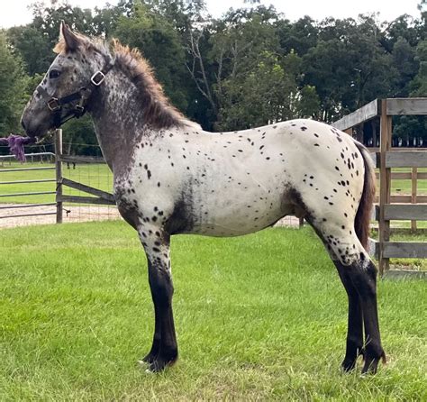 appaloosa spotted draft cross Doc