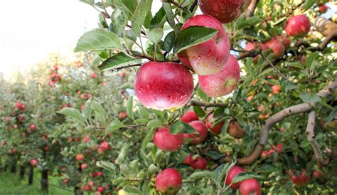 apple trees in texas a backyard orchard guide Kindle Editon