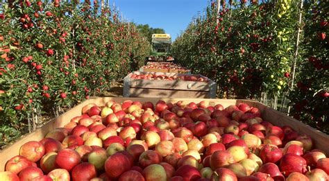 apples getting harvested