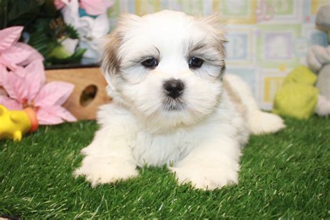 apso dogs for sale