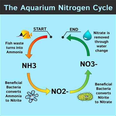 aquarium tank cycle