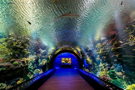 aquariums in new york