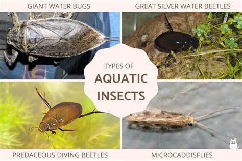 aquatic entomology aquatic entomology PDF