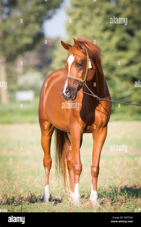 arabian chestnut horse