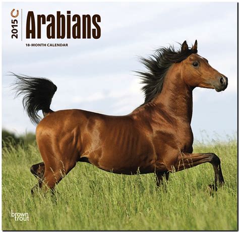 arabians 2015 square 12x12 Doc