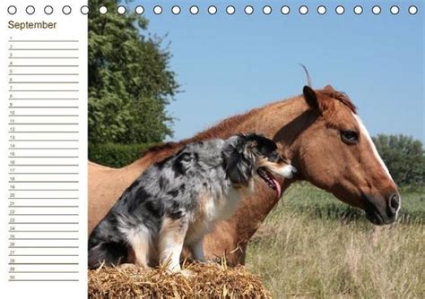 arabische pferde tischkalender 2016 geburtstagskalender Reader