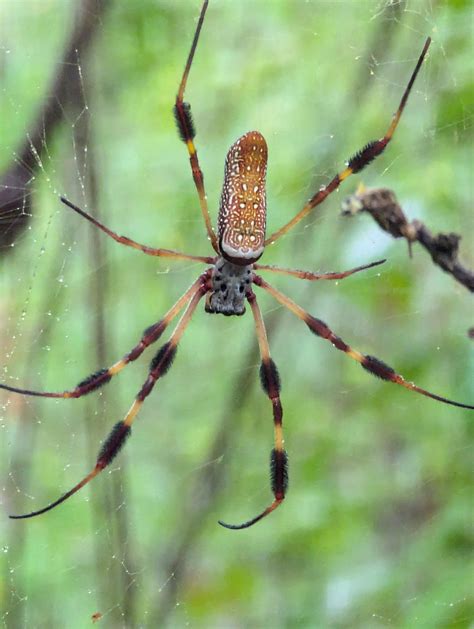 arachnophobia any possible careers activities