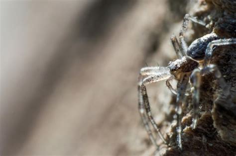 aranhas cinzentas