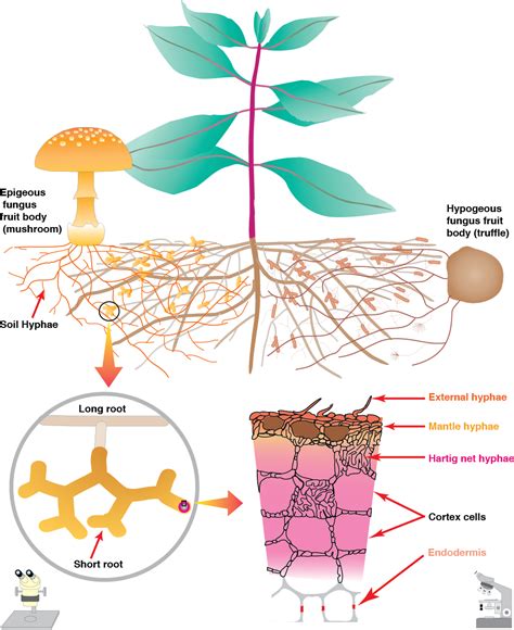 arbuscular mycorrhizas physiology and function PDF