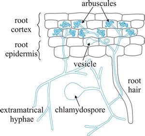 arbuscular mycorrhizas physiology and function PDF