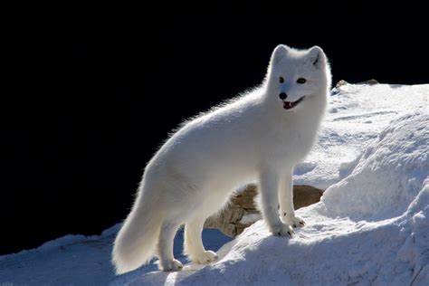 arctic fox life at the top of the world Kindle Editon