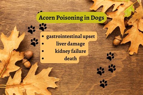 are acorns poisonous to dogs