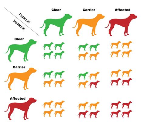 are all dogs are autosomal recessive