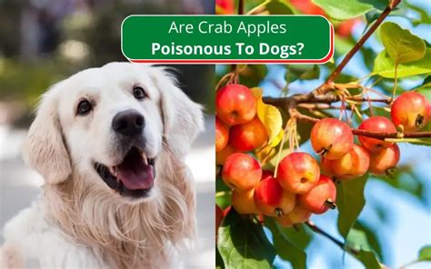 are apples harmful to dogs