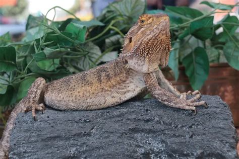 are artificial plants better for bearded dragon or real