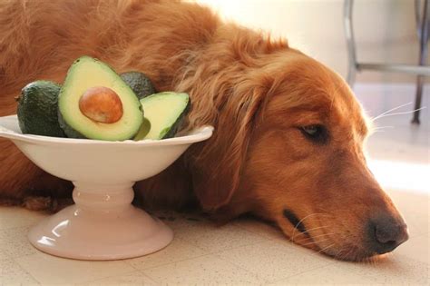 are avocados good for dogs