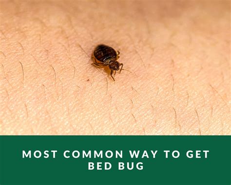 are bed bugs transferable from person to person