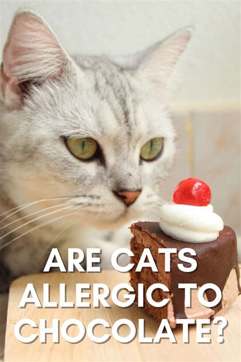 are cats allergic to chocolate