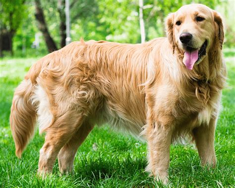 are golden retrievers hypoallergenic