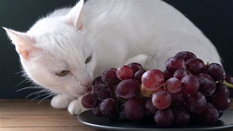 are grapes toxic to cats