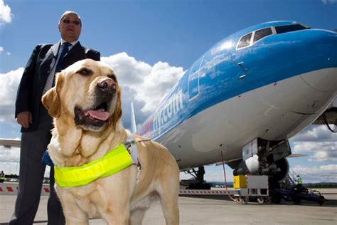 are guide dogs allowed on planes