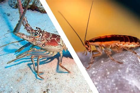 are lobsters and cockroaches related
