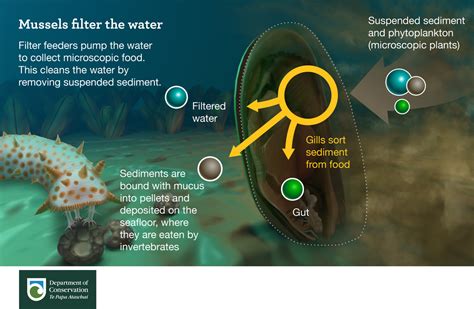 are mussels able to filter soilds