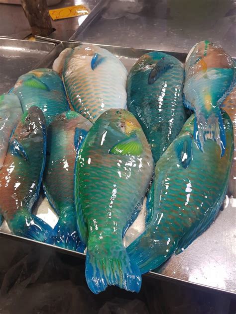 are parrot fish poisonous to eat