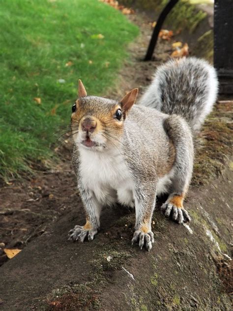 are squirrels friendly