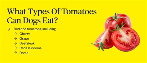 are tomatoes ok for dogs