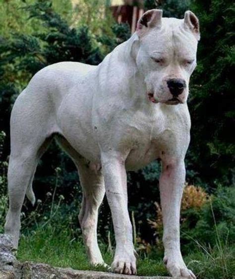 argentine dogo