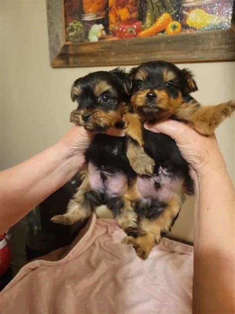 arizona daily star teacup puppies for sale PDF