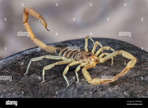 arizona hairy scorpion