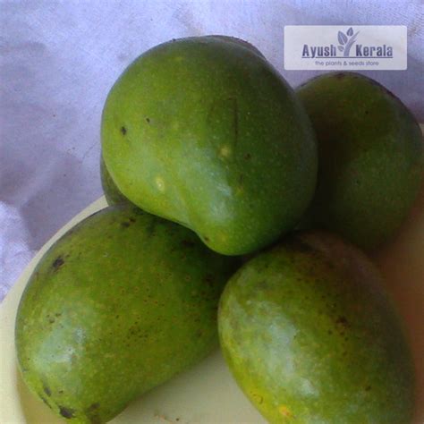 arka aruna mango