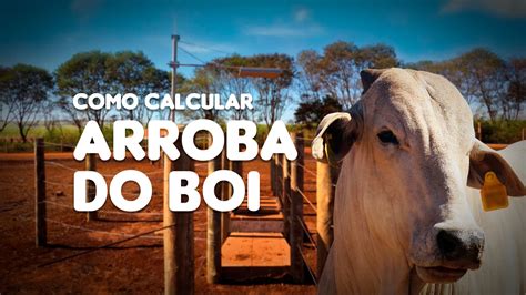 arroba do boi na bahia