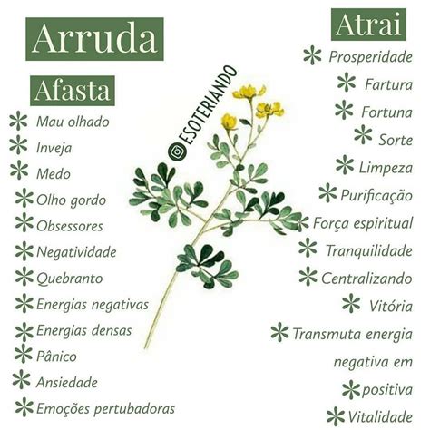 arruda para que serve espiritual